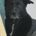 landseal Profile Picture