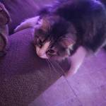 Autumn Beaudoin Profile Picture