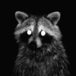velvetveil Profile Picture