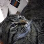 Rowan Sinclair Profile Picture