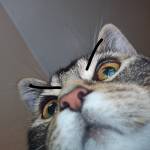 Emma Bruno Profile Picture