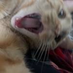 Sarah Sheldon Profile Picture