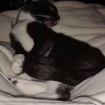 pistachioh no Profile Picture