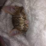 Letitia Bita Profile Picture