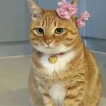 shengnotsheng Profile Picture