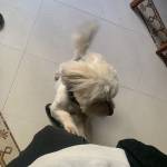Hamza Jafrane Profile Picture